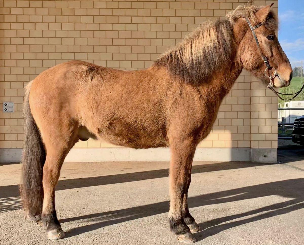 Glymur vom Hestar Hof - Verkaufspferd - Islandpferd schweizgezogen