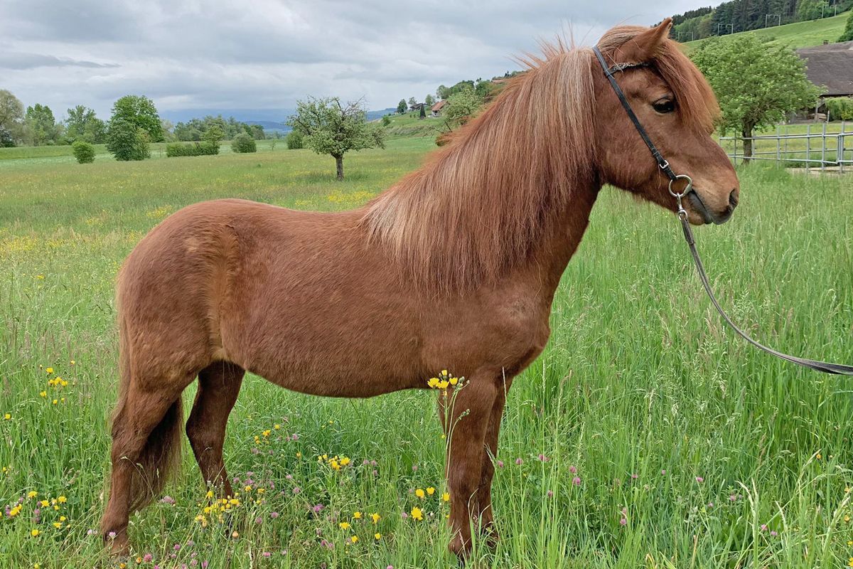 Leiftur - Verkaufspferd - Islandpferd kaufen Schweiz