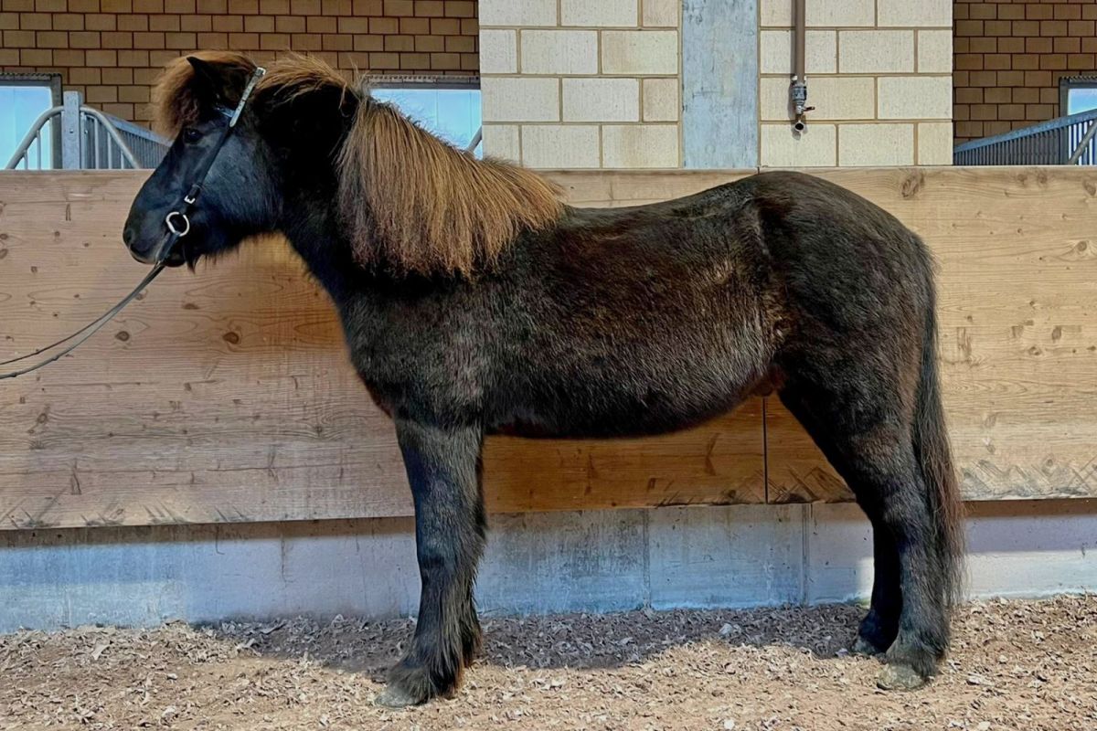 Hjalmur vom Hestar Hof - schweizgezogenes Islandpferd kaufen