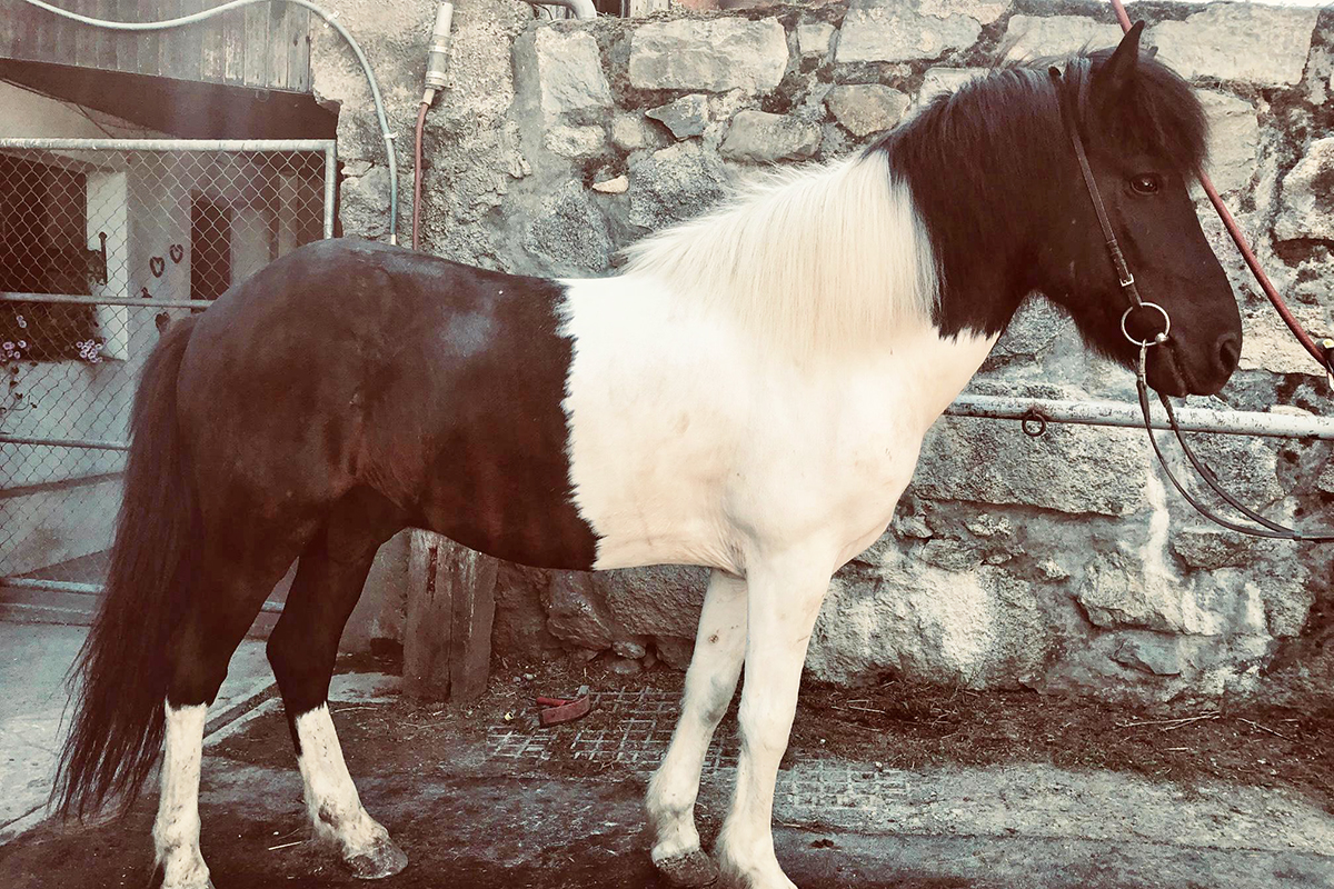 Stígur frá Stóradal - Verkaufspferd - Islandpferd kaufen Schweiz