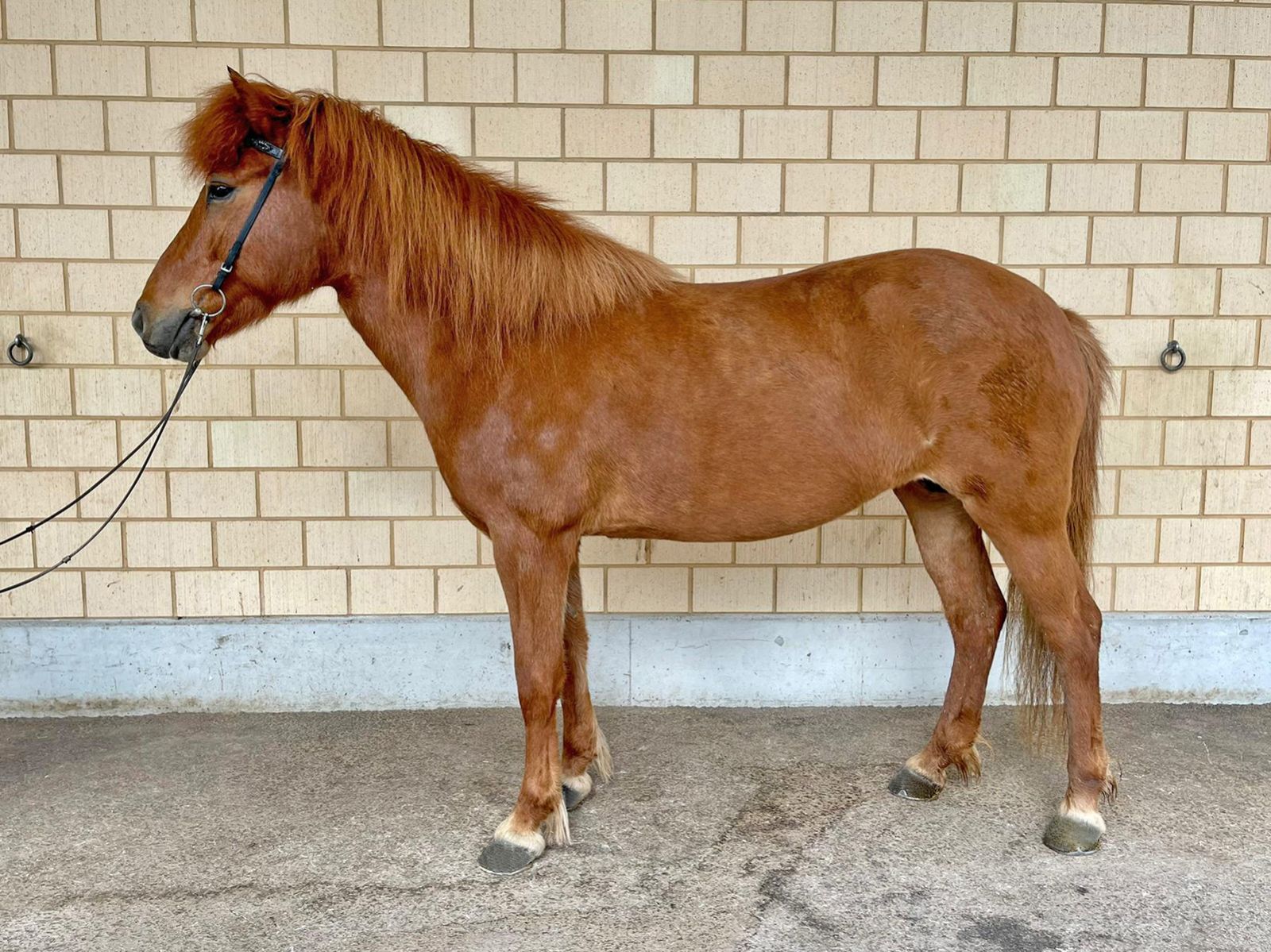 Fjörgyn vom Hestar Hof - Verkaufspferd - Islandpferd kaufen Schweiz